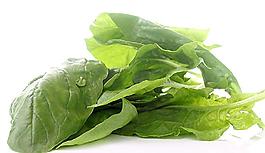 生菜圖片