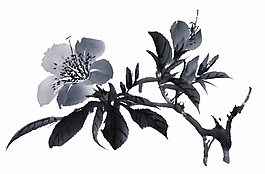 位图 植物 花卉 优雅植物 免费素材