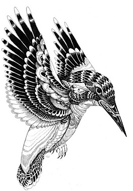 位圖 動物 鳥類 蜂鳥 插畫 免費素材