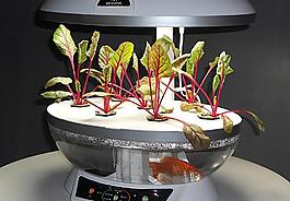莧菜圖片