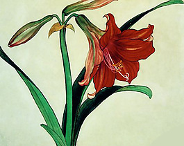 位圖 植物 花卉 優(yōu)雅植物 藝術(shù)效果 免費(fèi)素材