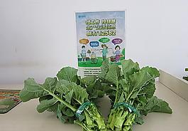 油菜苔圖片