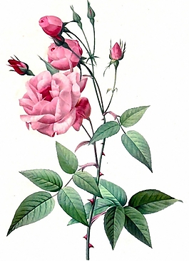 位圖 植物 花卉 優(yōu)雅植物 色彩 免費素材