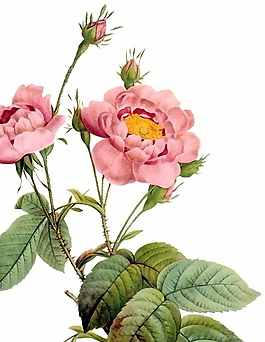 位圖 植物 花卉 優(yōu)雅植物 色彩 免費(fèi)素材