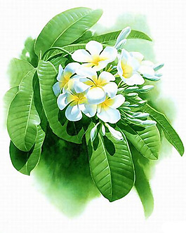 位圖 植物 花卉 優(yōu)雅植物 效果 免費素材