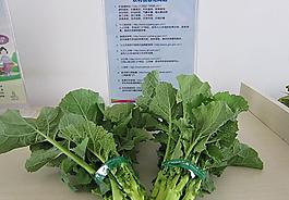 油菜苔圖片
