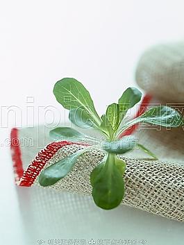 一棵菜圖片