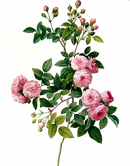 位圖 植物 花卉 優(yōu)雅植物 色彩 免費(fèi)素材