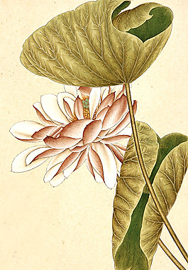 位圖 植物 花卉 優(yōu)雅植物 藝術(shù)效果 免費(fèi)素材