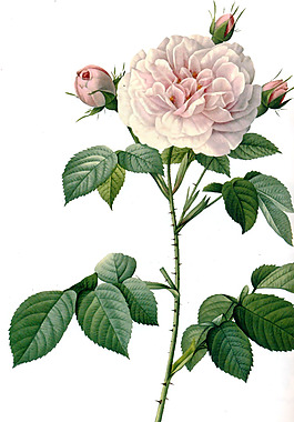 位圖 植物 花卉 月季 色彩 免費(fèi)素材