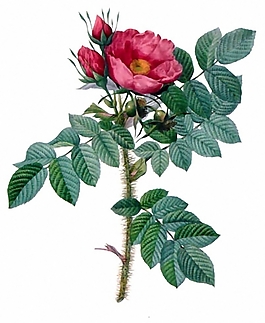 位圖 植物 花卉 月季 色彩 免費(fèi)素材