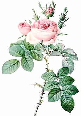 位圖 植物 花卉 優(yōu)雅植物 水彩 免費(fèi)素材