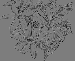 位圖 植物 花卉 優(yōu)雅植物 色彩 免費(fèi)素材