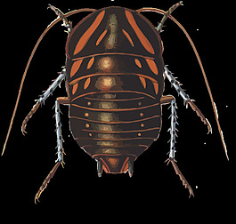 euzosteria mitchelli