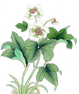 位圖 植物 花卉 優(yōu)雅植物 藝術(shù)效果 免費(fèi)素材