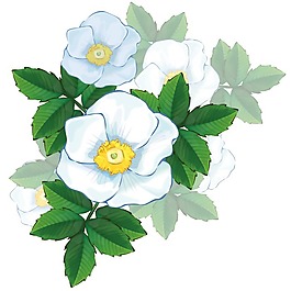 印花矢量圖 時(shí)尚休閑女裝 成熟優(yōu)雅女裝 植物 花卉 免費(fèi)素材
