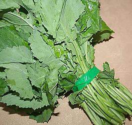 青油菜圖片