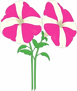 位圖 植物 花卉 優(yōu)雅植物 色彩 免費(fèi)素材