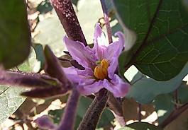 茄子花圖片