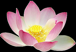 蓮花的剪影