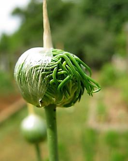 洋蔥圖片