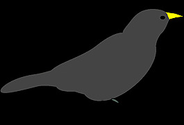 blackbird1