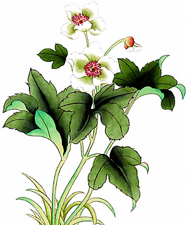 位圖 植物 優(yōu)雅植物 花卉 時尚休閑女裝 免費素材