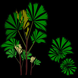 palm-raphis-01