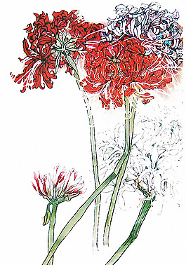 位圖 植物 花卉 優(yōu)雅植物 藝術(shù)效果 免費素材