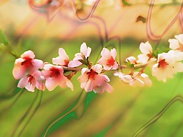 花卉背景