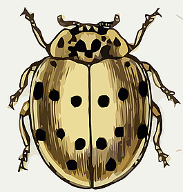 七星sedicimpunctata