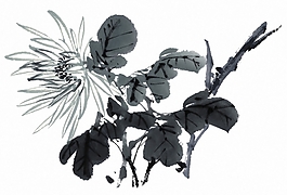 位图 植物 花卉 优雅植物 免费素材