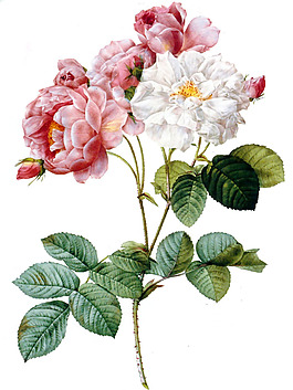 位圖 植物 花卉 優(yōu)雅植物 色彩 免費(fèi)素材