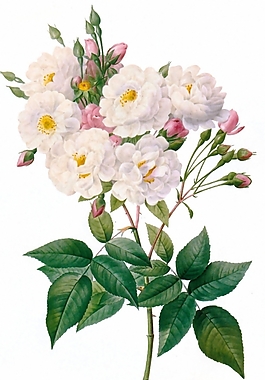 位圖 植物 花卉 優(yōu)雅植物 色彩 免費素材
