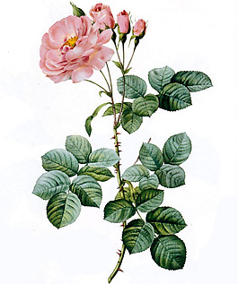 位圖 植物 花卉 月季 色彩 免費(fèi)素材