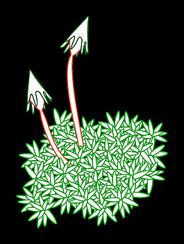 苔