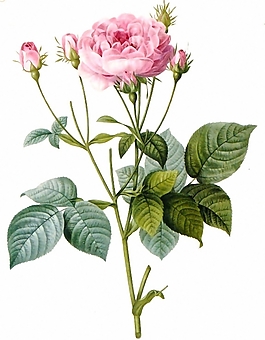 位圖 植物 花卉 月季 色彩 免費(fèi)素材