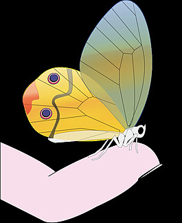 蝴蝶