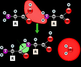 peptidformationball