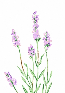 成熟優(yōu)雅女裝 T恤圖案 毛衫印花 優(yōu)雅植物 植物 免費(fèi)素材