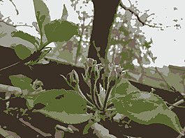 原aiflowers 80