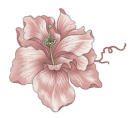 位圖 成熟優(yōu)雅女裝 T恤圖案 毛衫印花 優(yōu)雅植物 免費(fèi)素材