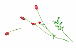 位圖 成熟優(yōu)雅女裝 T恤圖案 毛衫印花 優(yōu)雅植物 免費(fèi)素材