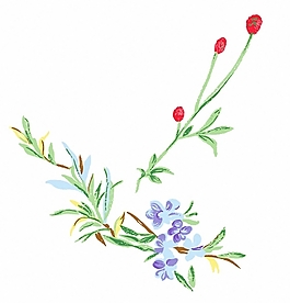 位圖 成熟優(yōu)雅女裝 T恤圖案 毛衫印花 優(yōu)雅植物 免費(fèi)素材