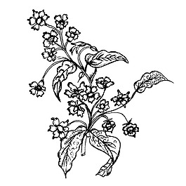 印花矢量圖 成熟優(yōu)雅女裝 植物 毛衫印花 免費素材