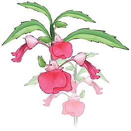 印花矢量圖 時尚休閑女裝 成熟優(yōu)雅女裝 植物 花卉 免費(fèi)素材