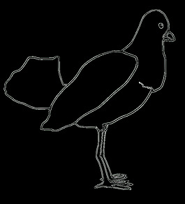 鳥（提綱）