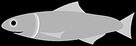 鳀魚