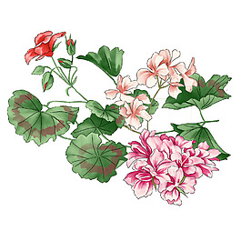 位圖 優(yōu)雅植物 毛衫印花 花 成熟優(yōu)雅女裝 免費(fèi)素材