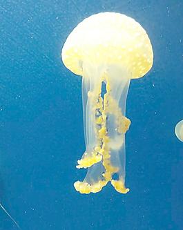 水母圖片